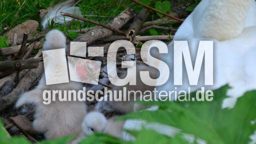 Höckerschwanküken (9).jpg